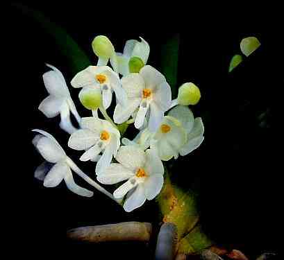 Ascocentrum ampullaceum album